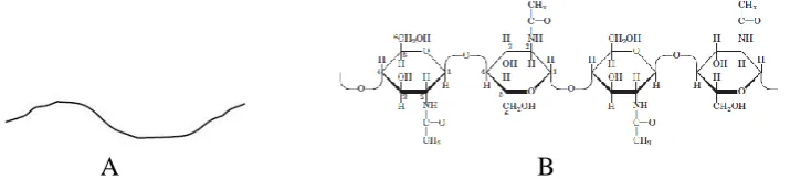 Gambar 1. Struktur polimer rantai lurus (A) (Stevano, 2013) dan struktur kitin      
