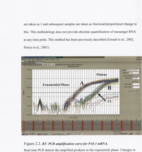 Figure 2.2. RT- PCR amplification curve for PAI-1 mRNA.