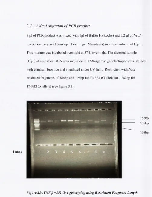 Figure 2.3. TNF fJ +252 G/A genotyping using Restriction Fragment Length 