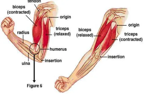 Gambar 4. Otot Lengan Sumber   : Wingered (1994:222) 