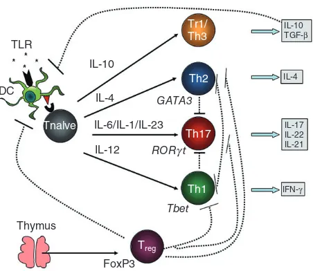 Fig. 1. The differentiation and regulation of CD4combinations of IL-6/IL-1/IL-23 promotes the differentiation ofTr1/Th3, Th1, Th2 or Th17 cells, respectively [113]