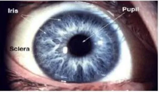 Figure 2. Frontal view of the human eye, figure extracted from  
