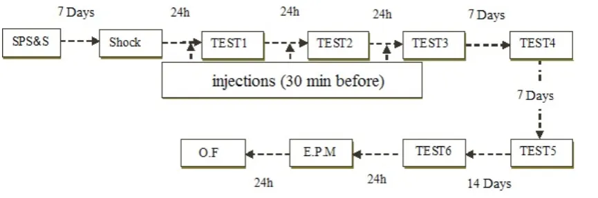 Figure 1. Timeline of experiments (Experimental groups described in section 2.7)