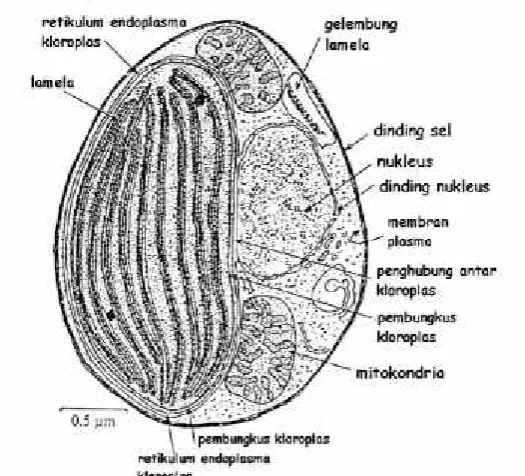 Gambar 3. Sel-sel Nannochloropsis sp. (Ernest, 2012).