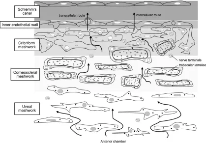 Figure 1.4: The structure of the conventional outflow pathway 
