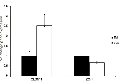 Figure 2.3: Comparison of claudin-11 and ZO-1 expression levels between TMC 