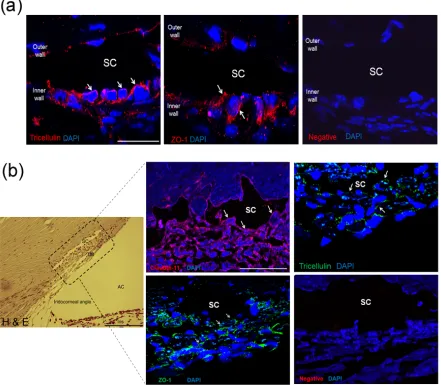 Figure 2.5: Immunohistochemical characterisation of TJ protein expression in 