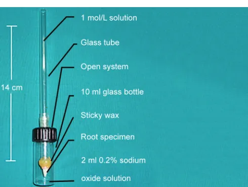 Fig. 1: Glucose penetration model