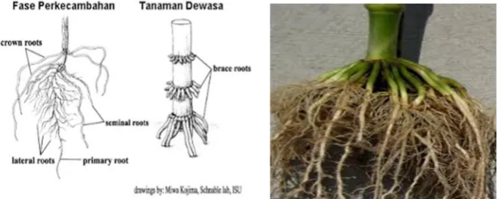 Gambar 1. Akar  Jagung.