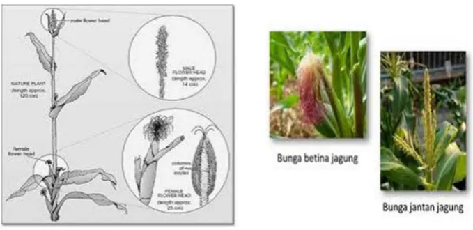 Gambar 4. Bunga Jantan dan Bunga Betina.