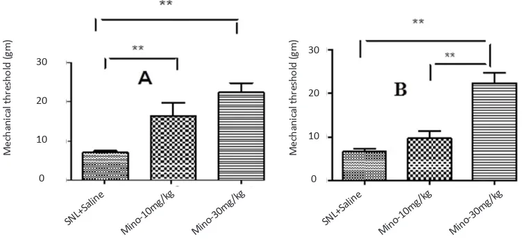 Figure 1. Comparison of mechanical (A) and thermal (B) threshold ratios (SNL/preSNL), 1 day before and 2, 5, 7 and 21 days after SNL in pup, juvenile, and mature rats