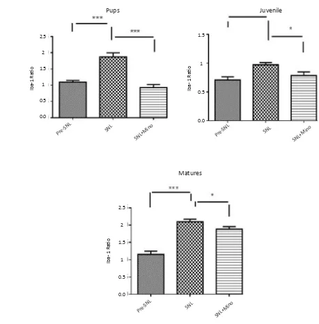 Figure 4. Spinal Iba1 expression before SNL (preSNL), 5 days after SNL (postSNL) and on the 5th day after SNL plus intraperi-toneal administration of minocycline (30mg/kg) immediately and daily after SNL in 3 different age groups (Unpaired t-test, n=6, *P<