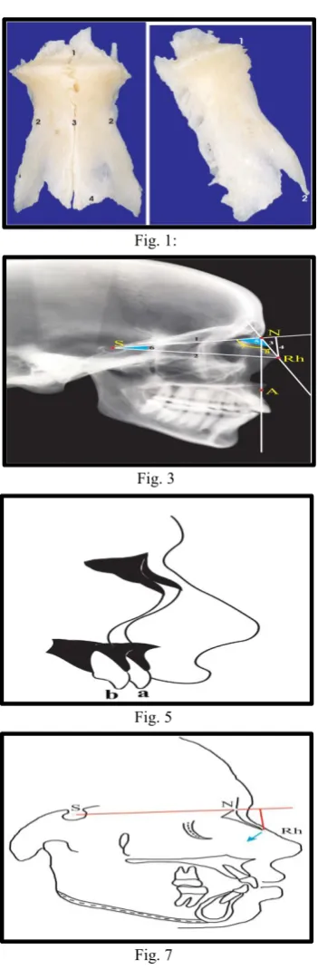 Fig. 1:  