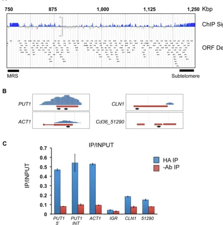 Figure 8. Localization of Tlo1-DNA interaction by ChIp-Chip analysis. (A) A map of the right arm of C