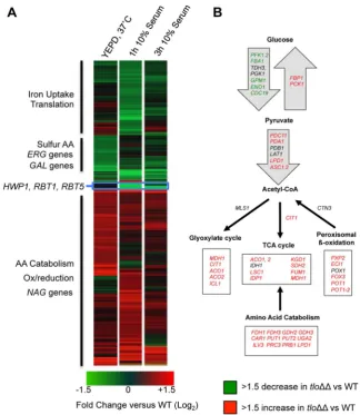 Figure 4. Microarray gene expression profiling of the tlo1growth in YEPD broth and following inoculation in 10% (v/v) serum (1 h and 3 h)