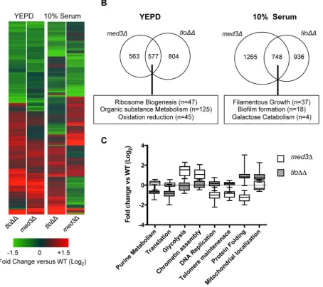 Figure 6. Microarray gene expression profiling of the med3(GeneSpring GX12 showing all 1.5 fold regulated genes in thegenes identified by GO term analysis using the GO Term finder at CGD (http://www.candidagenome.org/)