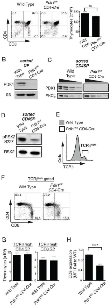 Figure 1. CD4 and CD8 SP thymocyte numbers are normal in the Pdk1fl/fl CD4-Cre thymusA
