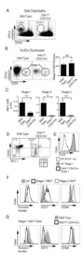 Figure 3. Selective defect in iNKT cell development in Pdk1fl/fl CD4-Cre miceA. Analysis of the frequency of CD1d-�GalCer+/CD24� (Stage 1-3) iNKT cells in totalthymocytes