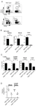 Figure 4. Analysis of peripheral lymphocyte subpopulations in Pdk1fl/fl CD4-Cre miceA
