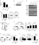 Figure 5. PDK1 catalytic activity is required for iNKT cell, but not conventional � /� T celldevelopmentA