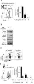 Figure 6. PKB signalling is required for IL15 stimulated iNKT cell proliferationA. iNKT cells were enriched from total wild type thymocyes by depletion all CD8+ cells,stained with CFSE and cultured in different concentrations of IL15 for 4 days