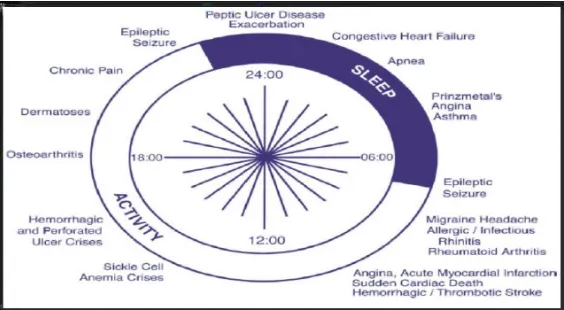 Figure 1: Circadian Rhythm Cycle and Disease Associated.