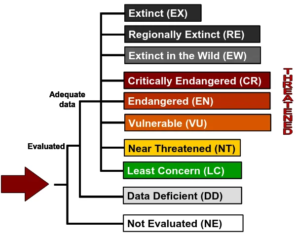 Figure 1 – Red List categories used for the purposes of this assessment.  Further details and definitions for these categories and the criteria for achieving them are available in IUCN (2001, 2003) and Appendix 1