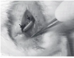 Figure 6. Electromyographic waves for control, BMSCs, SCs and co-transplantation groups 12 weeks after surgery