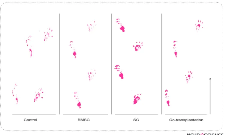 Figure 7. The results of electromyography tests of amplitude and latency showed there were statistically significant differences between the control and experimental groups (BMSCs, SCs and co-transplantation of BMSCs and SCs)* and SCs transplanta-tionresulted in a more favorable results compared to the other groups (*p<0.05).