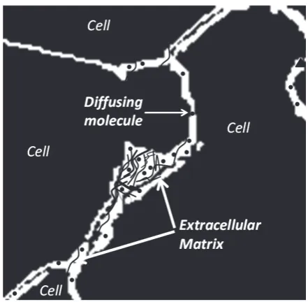 Figure 1. Schematic of brain cells and ECS.  The ECS may have local expansions.