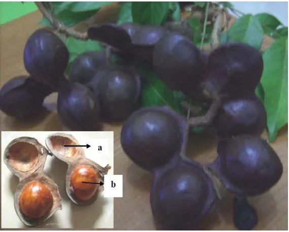 Gambar 1: Jengkol (Pithecellobium lobatum Benth.) (Elysa, 2011) 