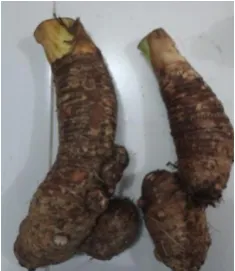 Gambar 3.  Umbi talas taro 