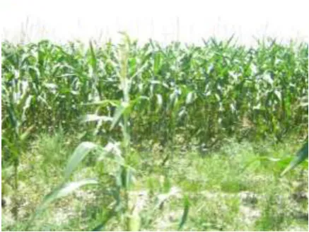 Gambar 1.  Tanaman jagung 