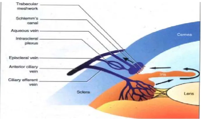 Figure 6. Aqueous outflow system 