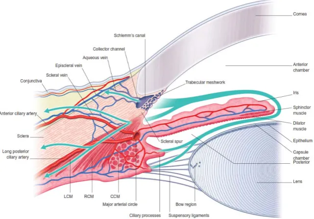 Figure 7. Uveoscleral Outflow 