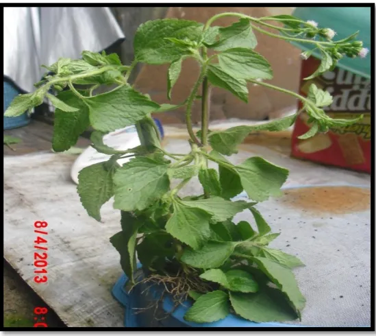 Gambar 3. Tanaman Bandotan  