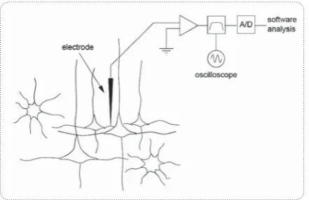 Figure 1.  The basic set-up for measuring and analyzing ex-tracellular neural signals.