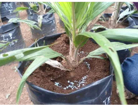 Gambar 11. Cara pemupukan pada main nursery 