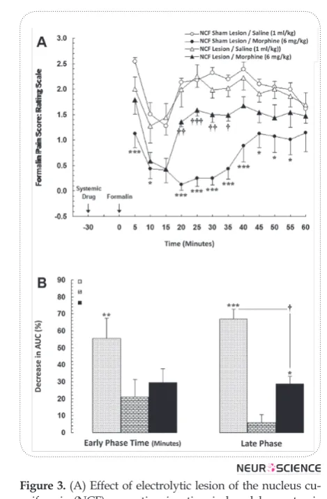Figure 3. (A) Effect of electrolytic lesion of the nucleus cu-neiformis (NCF) on antinociception induced by systemic administration of morphine (ED50; 6 mg/kg, i.p.) during formalin test