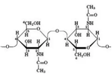 Gambar 12. Struktur Kitin dengan Posisi Nomor Atom (Murray  et al., 2003)  
