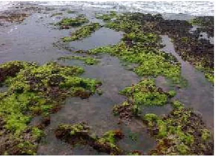 Gambar 4. Ulva sp.