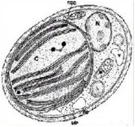Gambar 1.  gambar morfologi sel Nannochloropsis sp  (Adehoog,  2001) 