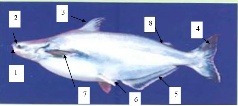 Gambar 1.  Ikan Patin 