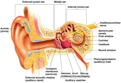 Fig 1: Anatomy of ear(29) 