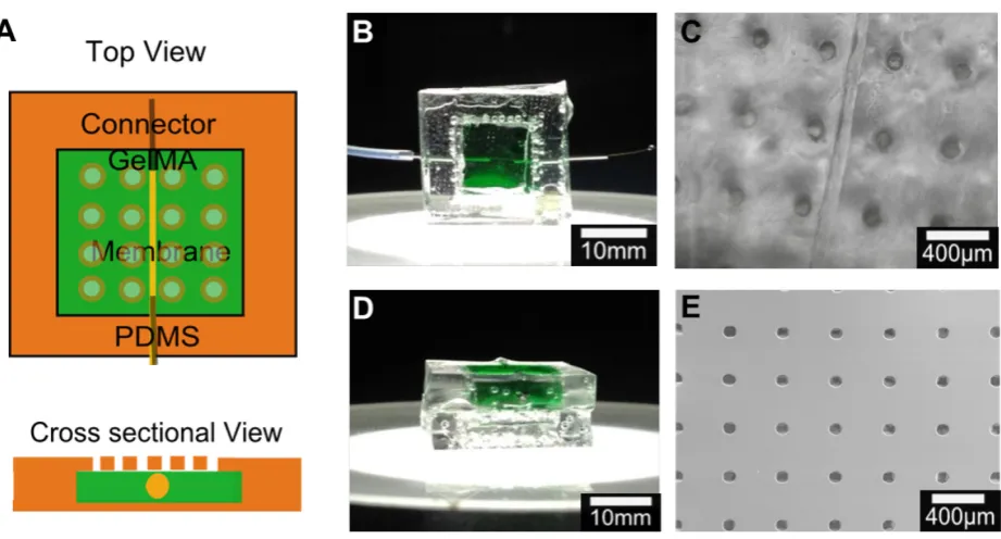Figure 4.9. Chip design optimisation. A) Schematic of chip design B) Top view of 