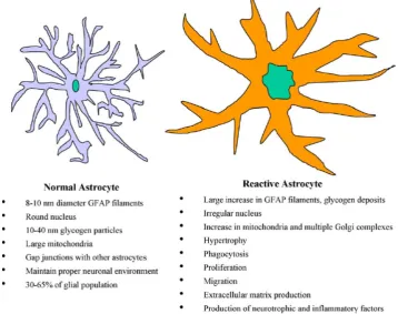 Figure 2.2. The differences between resting and activated microglia in the brain2. 