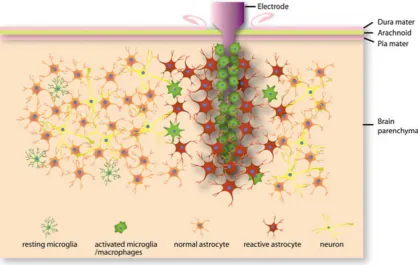 Figure 2.6. Schematic of cellular changes induced by electrode insertion into the brain, 