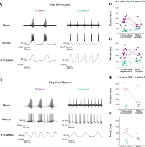 Figure 7.The PB includes two classes of intrinsically, rhythmic neurons: early vocal neurons (EVNs) and fast trill neurons (FTNs).species-specific temporal features of calls