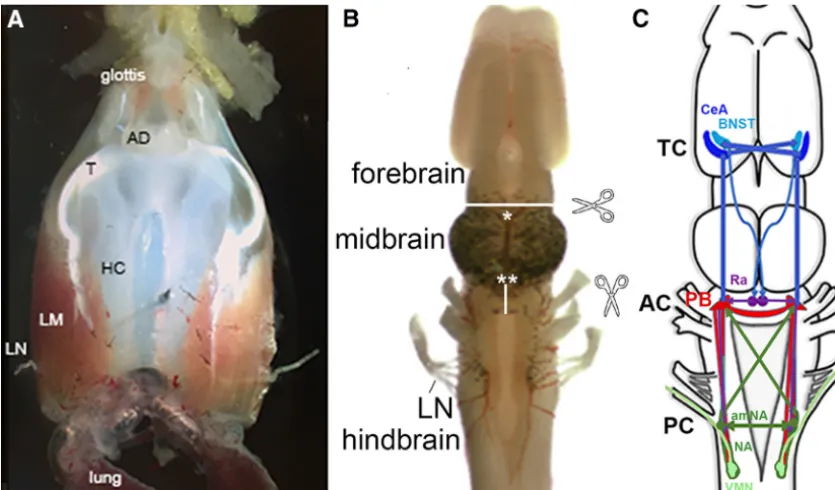 Figure 2.ALocationsoftransectionsdiscussedareindicatedbyscissorsicons,whitelines,andasterisks.in the forebrain (blue), the PB (red) and amNA (green) in the hindbrain, and the raphe nucleus (purple), as well as extensive, ipsilateral and contralateral, usua