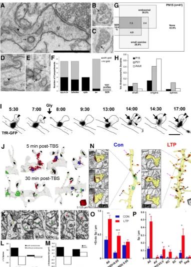Figure 9.Endosomes move into dendritic spines in response to stimulation.insmallspines2hafterLTP